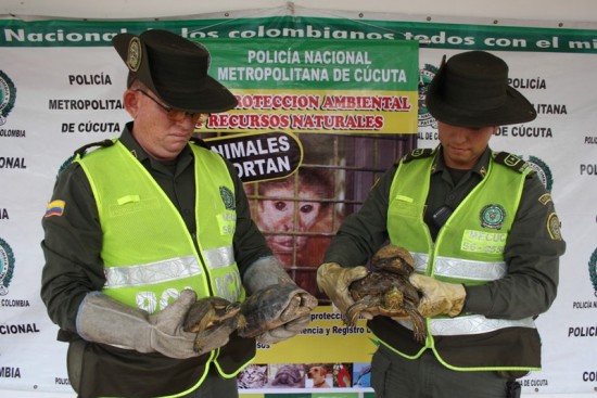 TORTUGAS INCAUTADAS