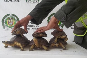 TORTUGAS