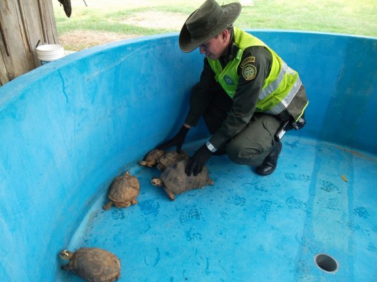 TORTUGAS_INCAUTADAS