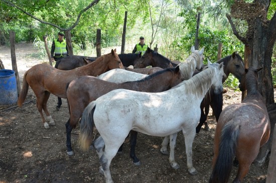 CABALLOS_VIVOS