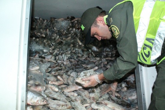 INCAUTADO_PESCADO_DE_CONTRABANDO