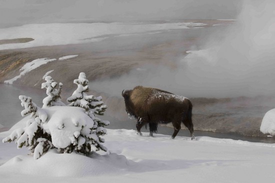 YELLOWSTONE: TALES FROM THE WILD: EPISODE 01