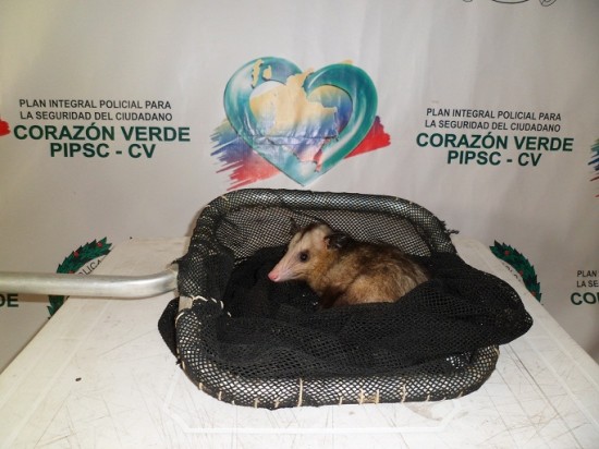fotos_chucha