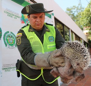 PUERCO-ESPIN