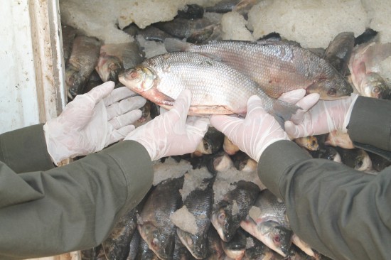 PESCADO INCAUTADO