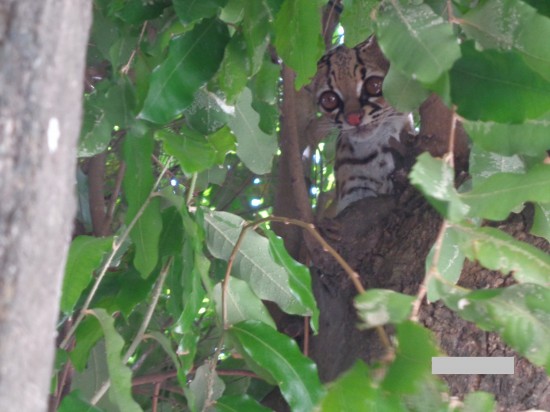 ARBOL DONDE ESTA TREPADO
