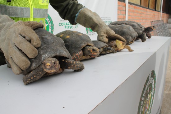 TORTUGAS RECUPERADAS