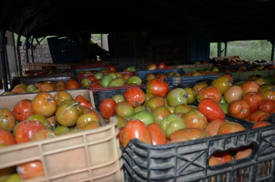 TOMATE DE CONTRABANDO (1)