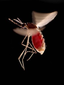 anopheles-mosquito_816_600x450 (1)