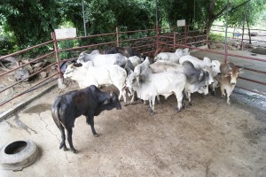 SONY DSC