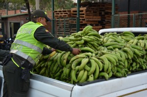platano