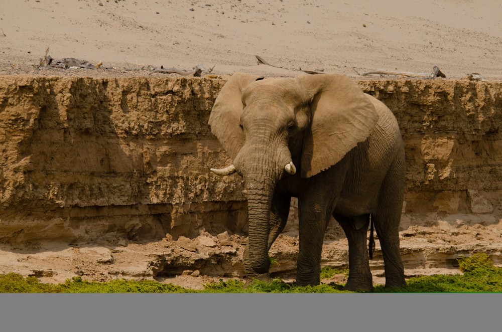 Animal Planet
