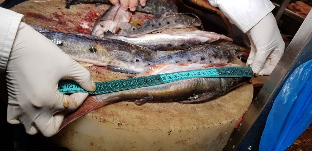 pescado_incautado (2)