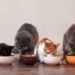Domestic cats eat pet food on the floor from bowls