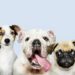 Group portrait of adorable puppies