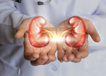 The doctor holds in his hands the kidney concept design.