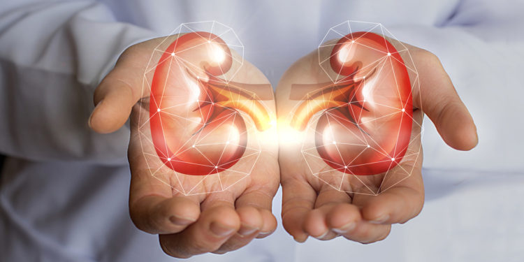 The doctor holds in his hands the kidney concept design.