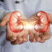 The doctor holds in his hands the kidney concept design.
