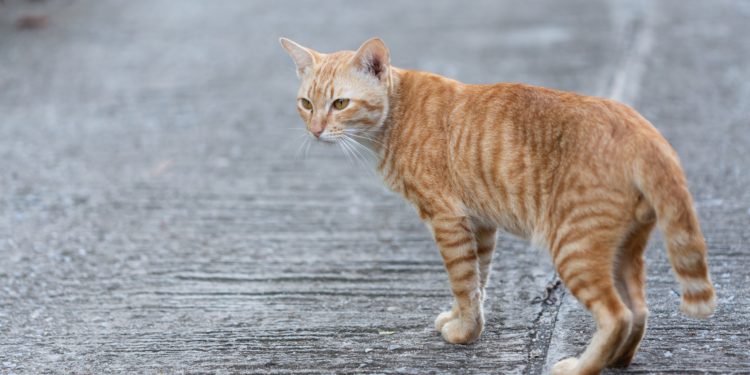 Cat walking on the street.