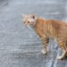 Cat walking on the street.