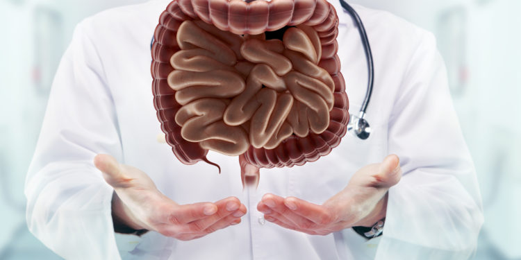 Doctor with stethoscope and digestive system on the  hands in a hospital. High resolution.