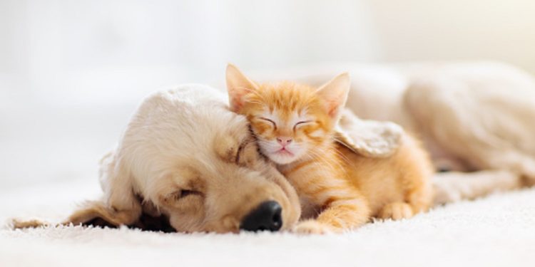 Cat and dog sleeping together. Kitten and puppy taking nap. Home pets. Animal care. Love and friendship. Domestic animals.