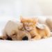 Cat and dog sleeping together. Kitten and puppy taking nap. Home pets. Animal care. Love and friendship. Domestic animals.