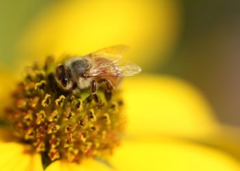 A closeup shot of a bee on a yellow flower with a blurred background