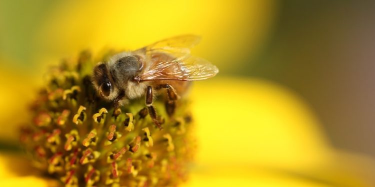 A closeup shot of a bee on a yellow flower with a blurred background