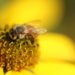 A closeup shot of a bee on a yellow flower with a blurred background