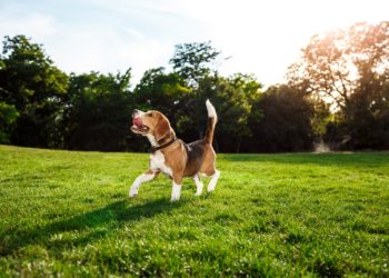 Funny happy beagle dog walking, playing in morning park.