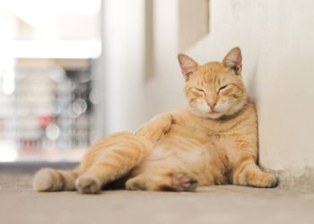 A cat with a light brown striped fur in front of a white wall