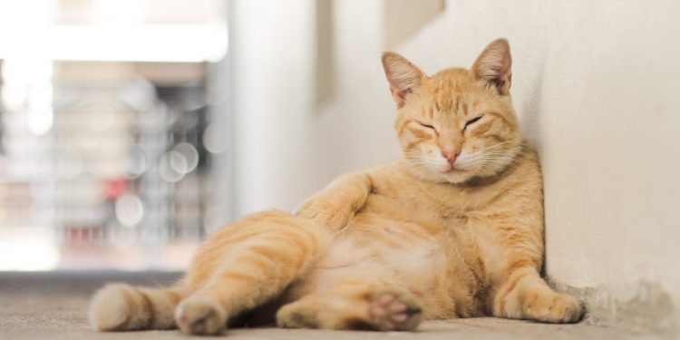 A cat with a light brown striped fur in front of a white wall