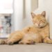 A cat with a light brown striped fur in front of a white wall