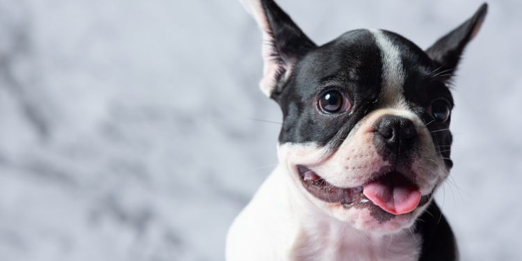 French Bulldog Dog Breeds White Polka Dot Black On Marble Background.