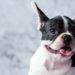 French Bulldog Dog Breeds White Polka Dot Black On Marble Background.