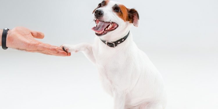 Small Jack Russell Terrier sitting on white background