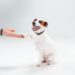 Small Jack Russell Terrier sitting on white background