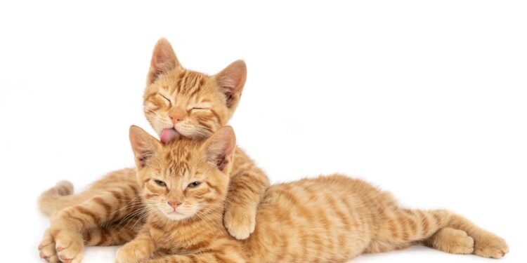 A closeup shot of one ginger cat hugging and licking the other isolated on a white background