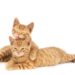 A closeup shot of one ginger cat hugging and licking the other isolated on a white background