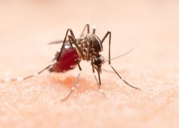 Close-up of a mosquito on human skin