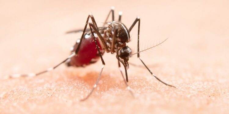 Close-up of a mosquito on human skin