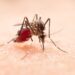 Close-up of a mosquito on human skin
