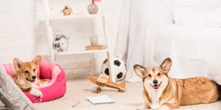 funny pembroke welsh corgi dogs resting in soft pet house and on fluffy rug at home