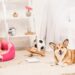 funny pembroke welsh corgi dogs resting in soft pet house and on fluffy rug at home