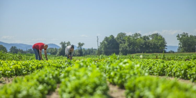 So many vegetables on this field. It`s a nice summer day.