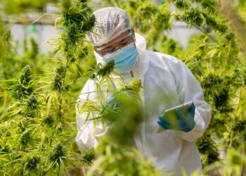 Scientist with mask and gloves checking and analyzing hemp plant,Indoors marijuana growing,Planting cannabis,Holding it in a hand.