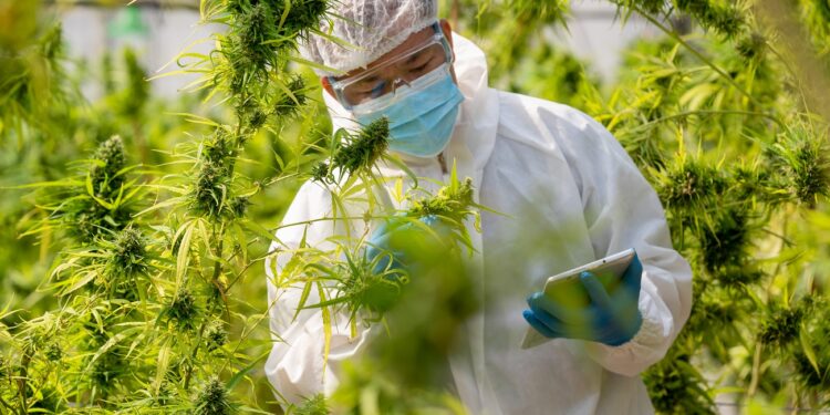 Scientist with mask and gloves checking and analyzing hemp plant,Indoors marijuana growing,Planting cannabis,Holding it in a hand.
