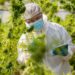 Scientist with mask and gloves checking and analyzing hemp plant,Indoors marijuana growing,Planting cannabis,Holding it in a hand.