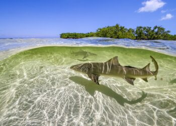 Lemon sharks swim in the shallow waters by the mangrove forests of Bimini, Bahamas